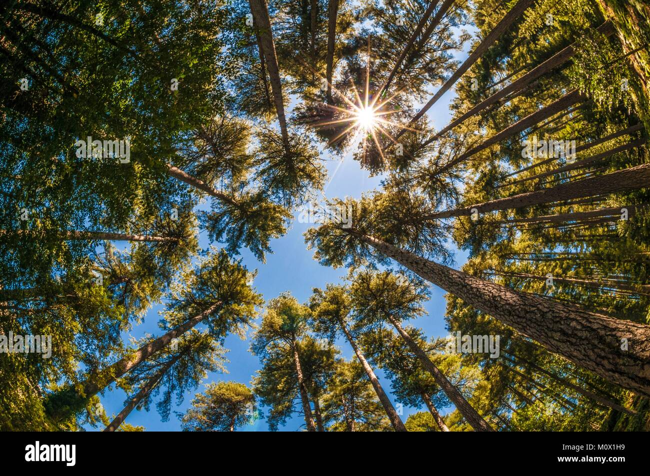 France,Corse du Sud,Laricio pine (Pinus nigra var corsicana) from the Aïtone forest Stock Photo
