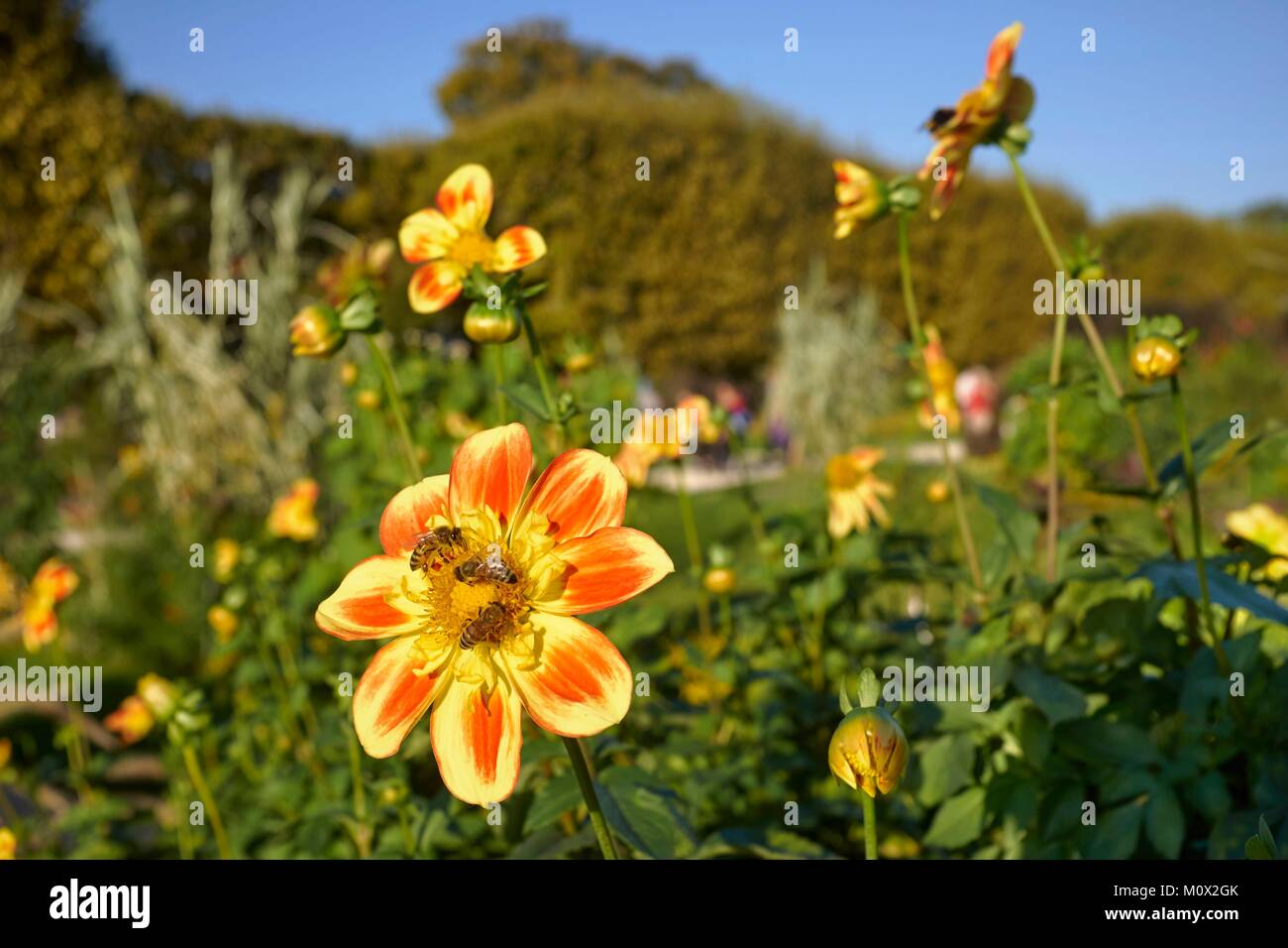 France,Paris,National Museum of Natural History,Jardin des Plantes,Bees