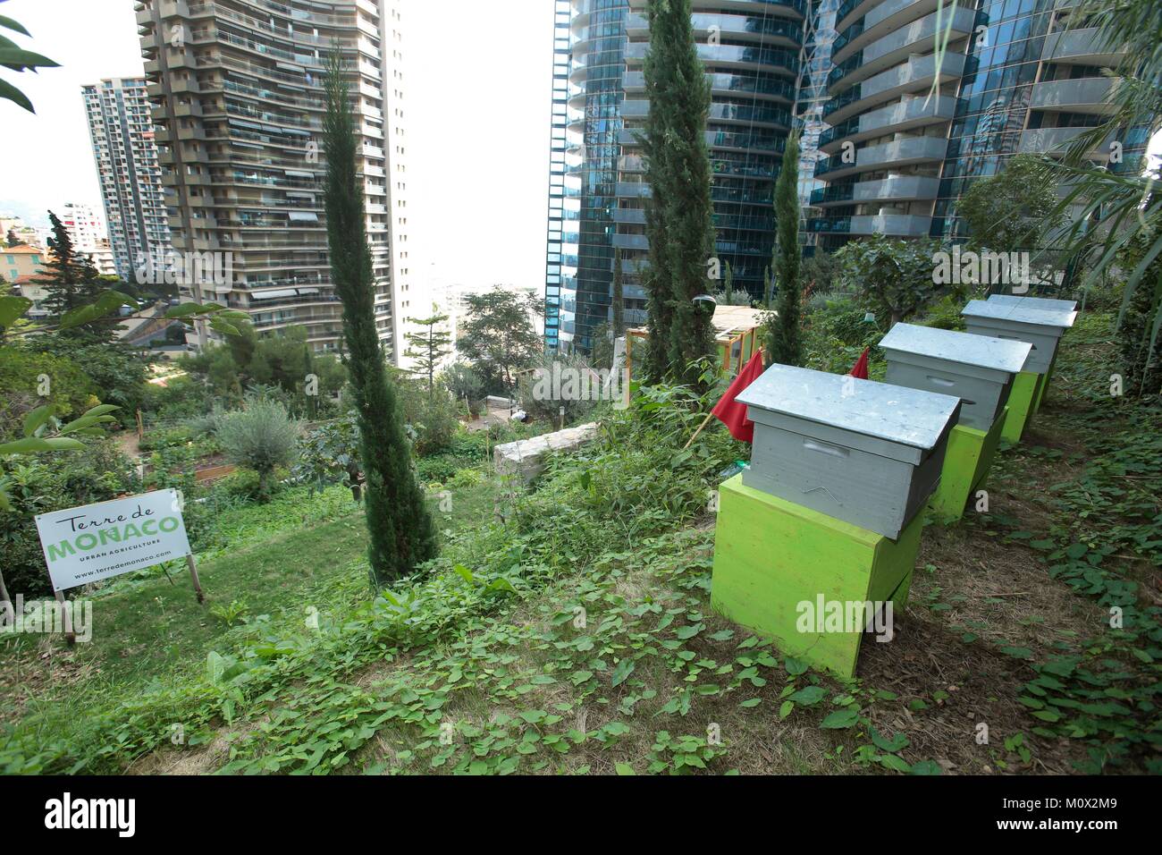 Principality of Monaco,Monaco,Jessica Sbaraglia founder of Terre de Monaco working in her kitchen garden at the foot of the Odeon tower. Launched in 2016 by Jessica,former Swiss model,Terre de Monaco has become the world's largest privately owned farm for urban agriculture. Stock Photo