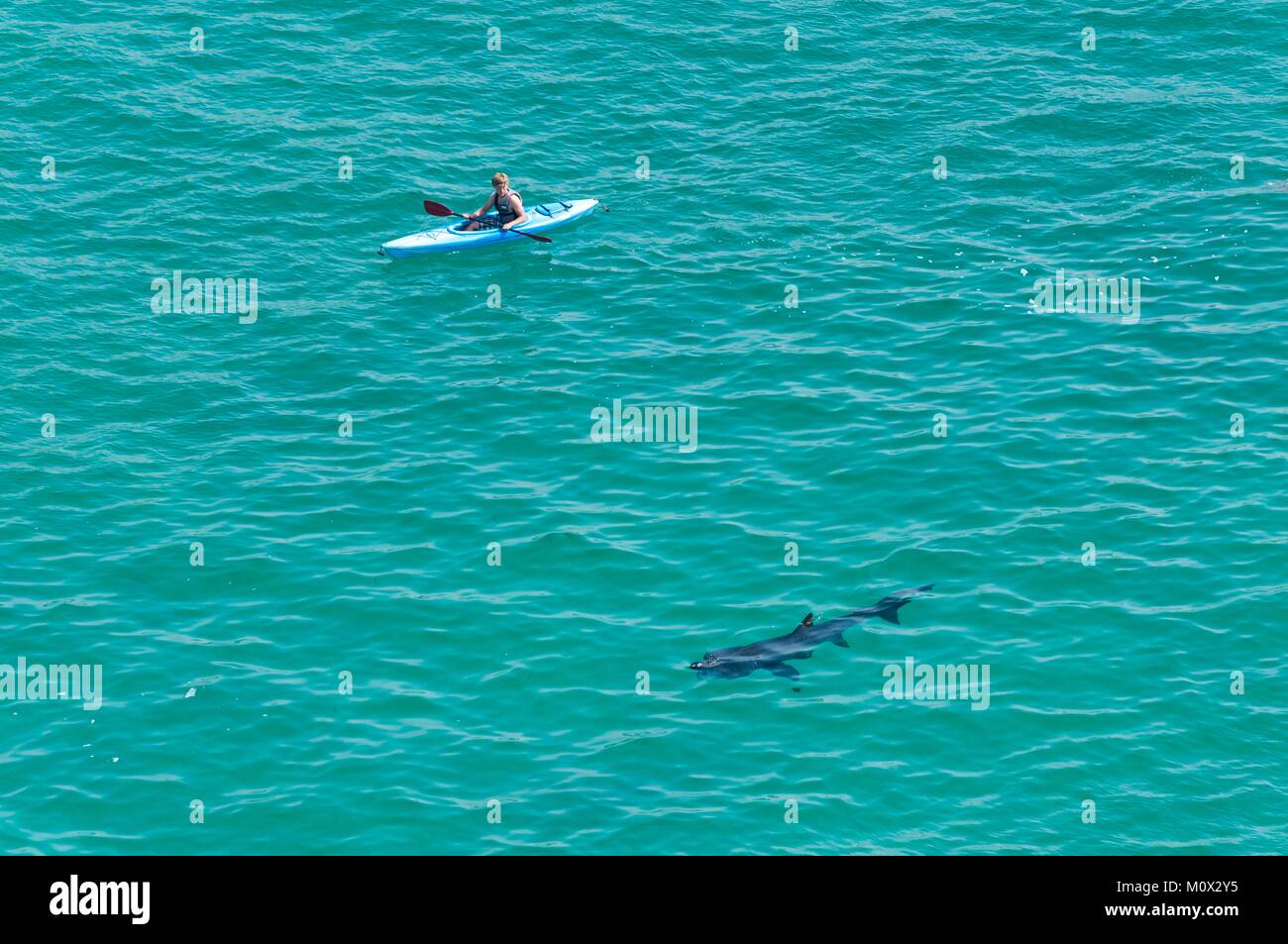 United Kingdom, Cornwall, Porthcurno Beach, kayak and basking shark (Cetorhinus maximus) Stock Photo