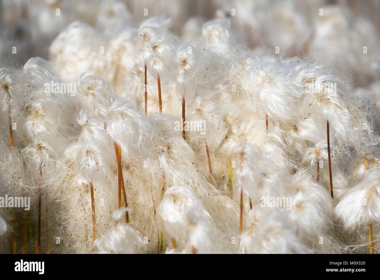 Greenland,Sermersooq,Tasiilaq,cotton grass (Eriophorum angustifolium) Stock Photo