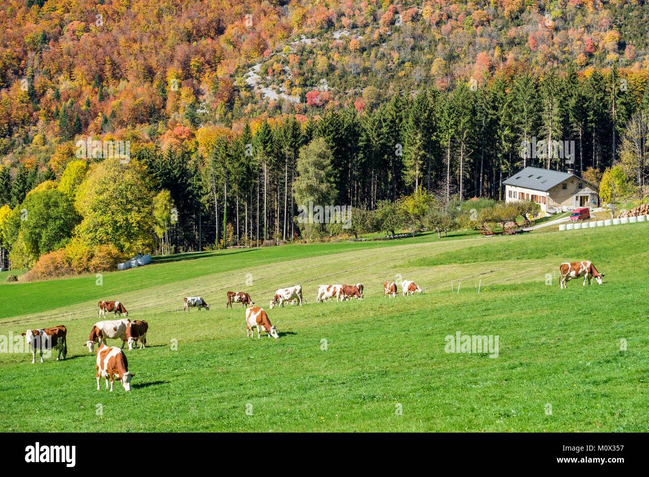 France,Isere,Vercors Regional Natural Park,farm near Rencurel and Coulmes forest in the fall Stock Photo