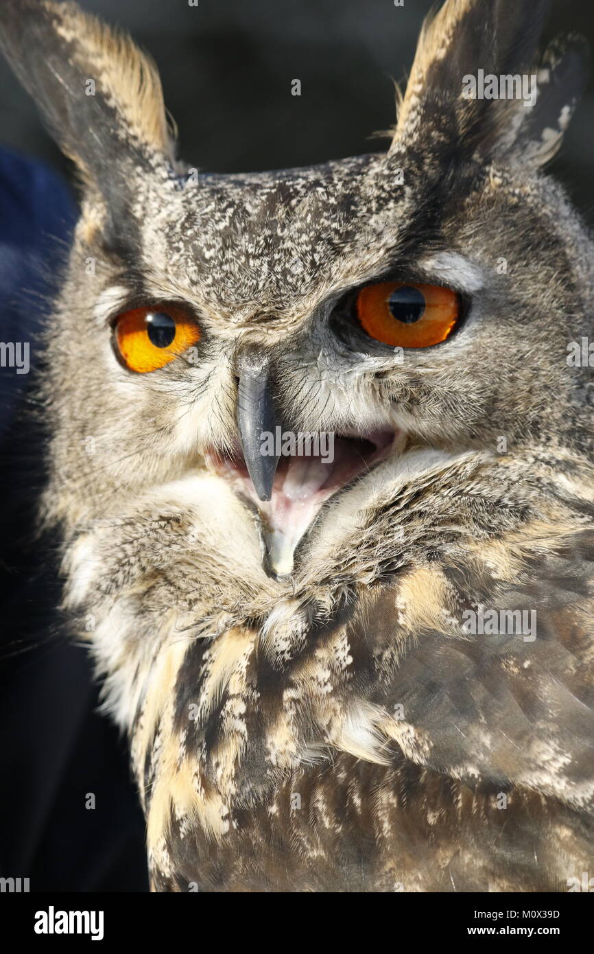 wide eyed great horned owl Stock Photo