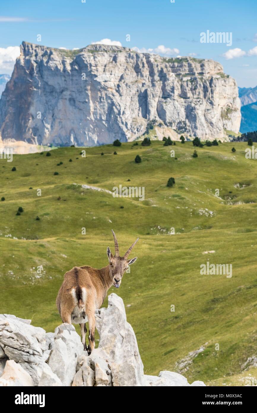 France,Isere,Vercors Regional Natural Park,National Nature Reserve of the Vercors Highlands,ibex and Mount (alt : 2087 m) in the background Stock Photo