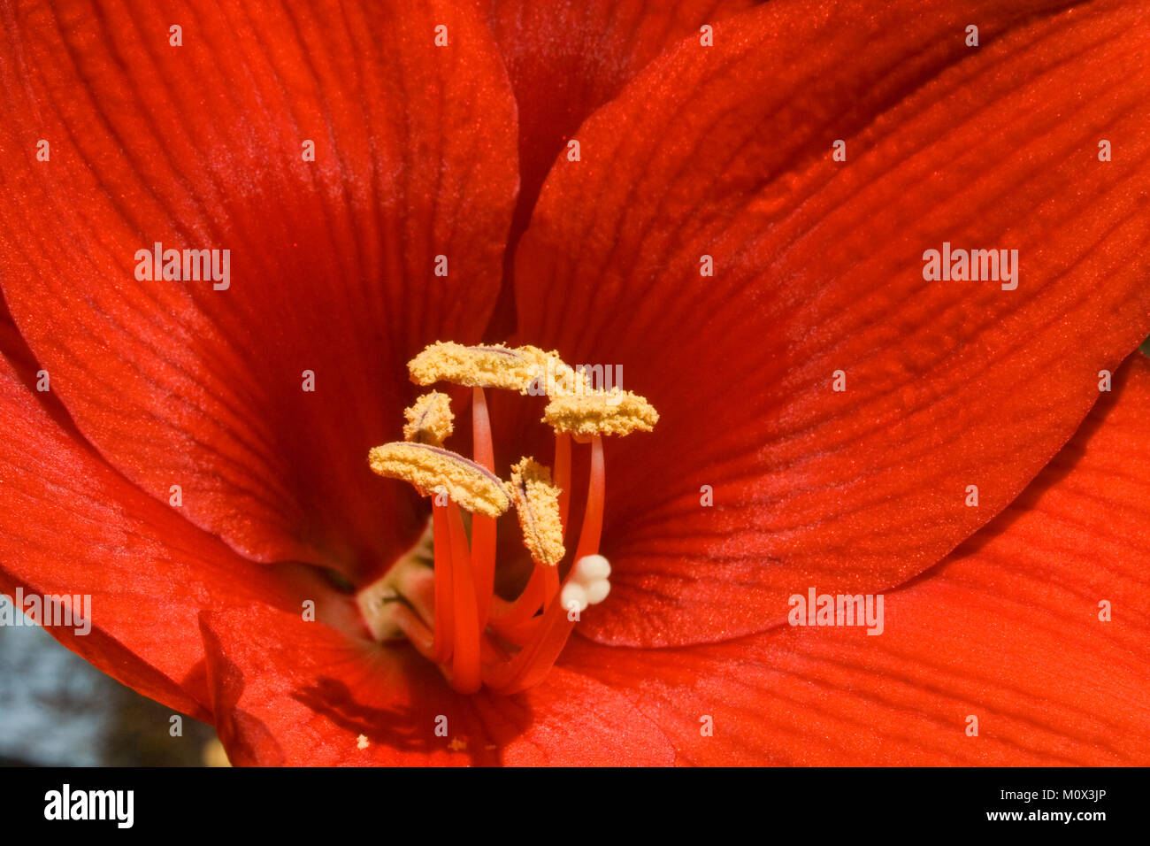 Red Amaryllis Macro Image Stock Photo