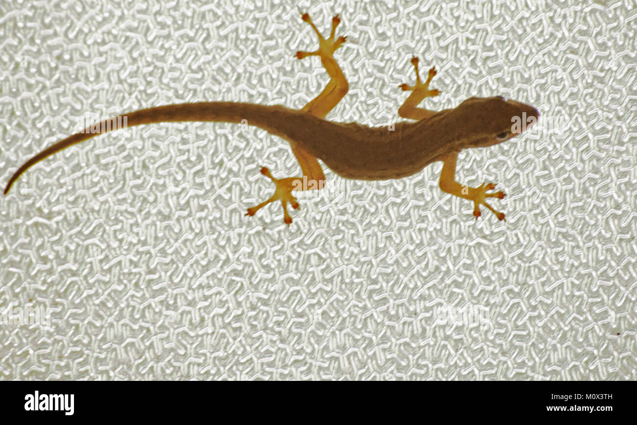 Bathroom Gecko Stock Photo