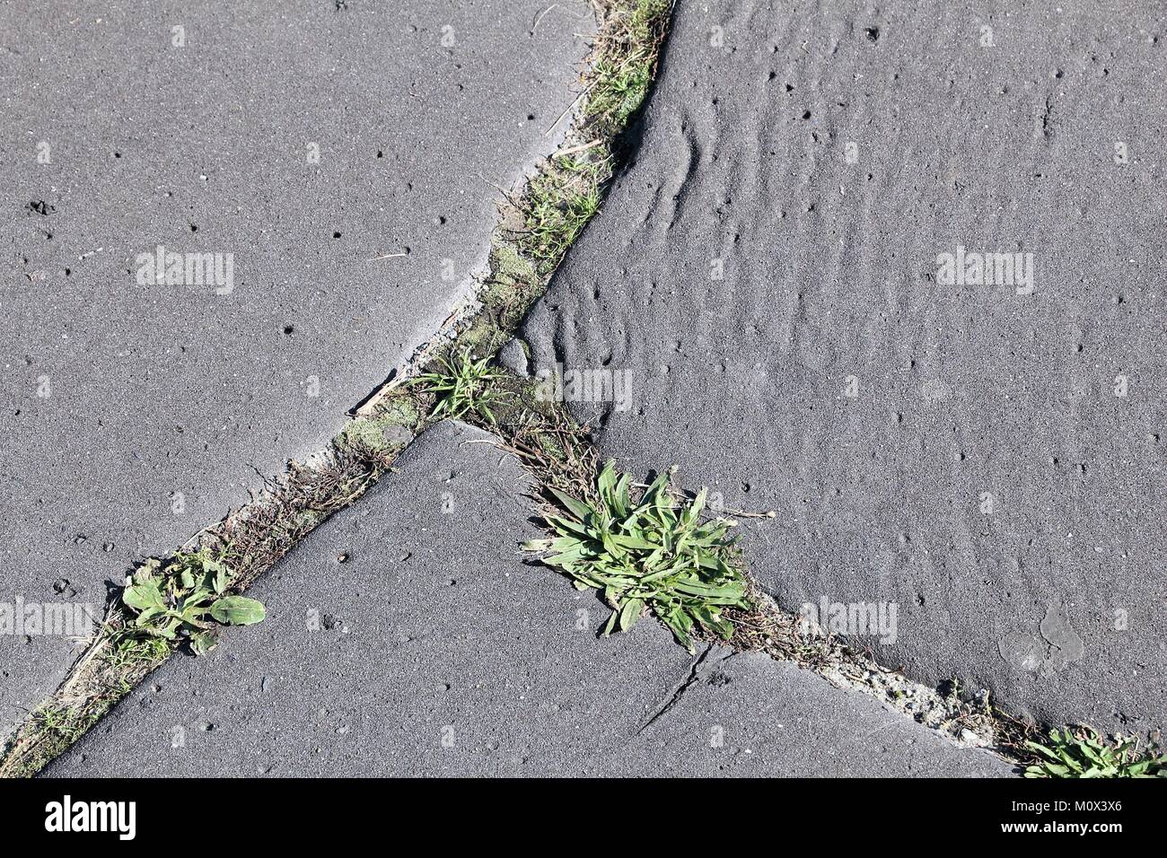 Cracked asphalt surface with weeds on a bad road in Poland. Stock Photo