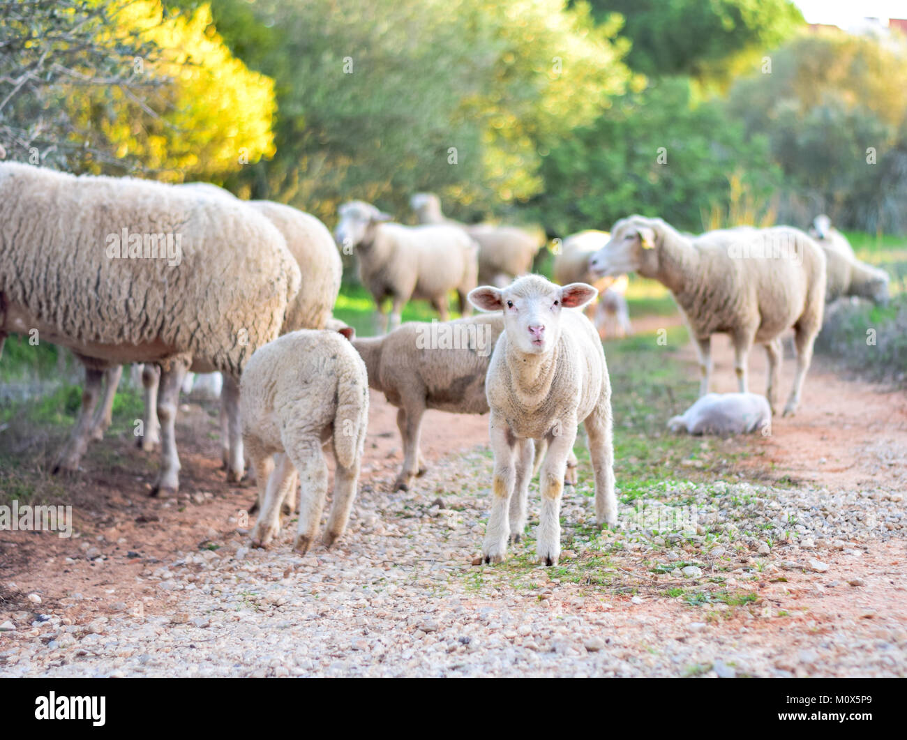 Animals going hi-res stock photography and images - Alamy