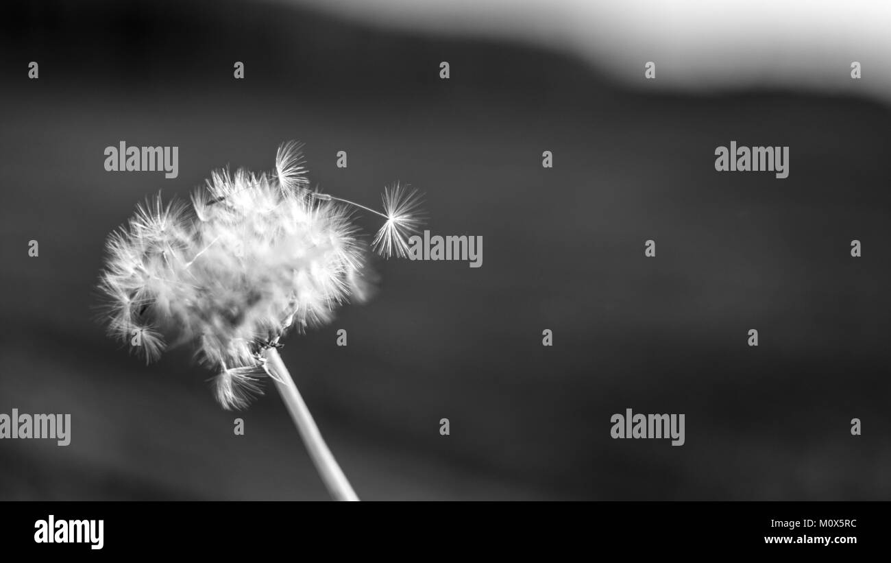 Wish plant Black and White Stock Photos & Images Alamy