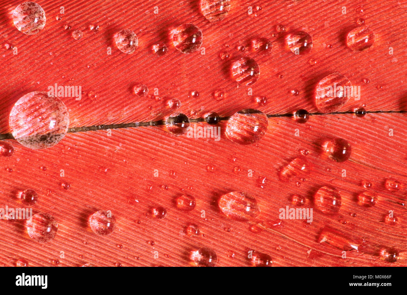 Chilean Flamingo, feather detail with waterdrops / (Phoenicopterus chilensis) | Chile-Flamingo, Federdetail / (Phoenicopterus chilensis) Stock Photo