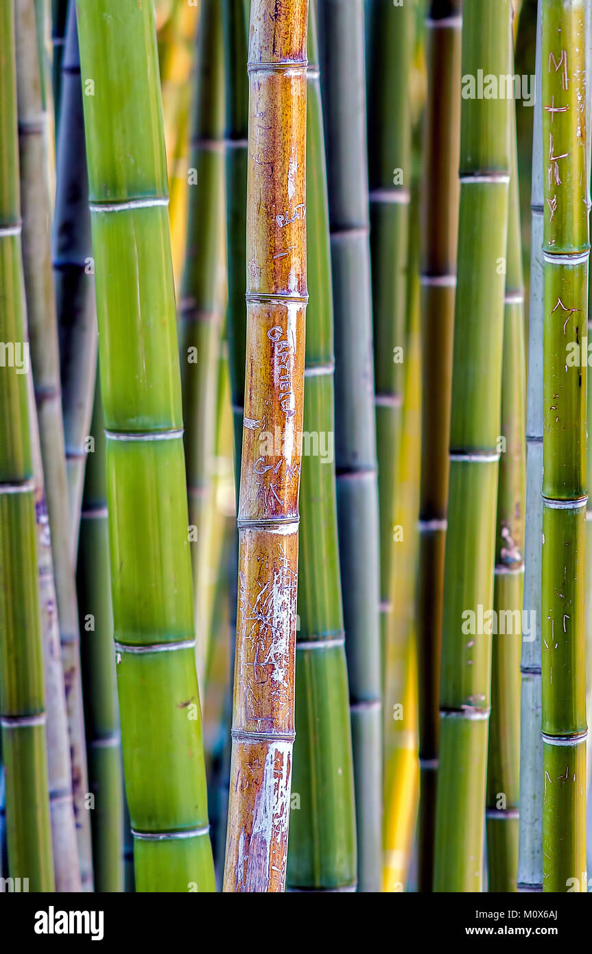 Bamboo thicket bamboo hires stock photography and images Alamy