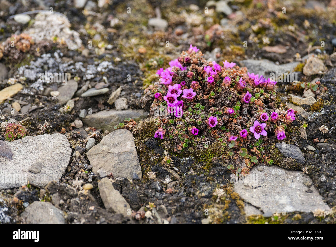 Purple Saxifrage or mountain saxifrage (Saxifraga oppositifolia) wild flowers flowering on stony ground in tundra habitat. Spitsbergen Svalbard Norway Stock Photo