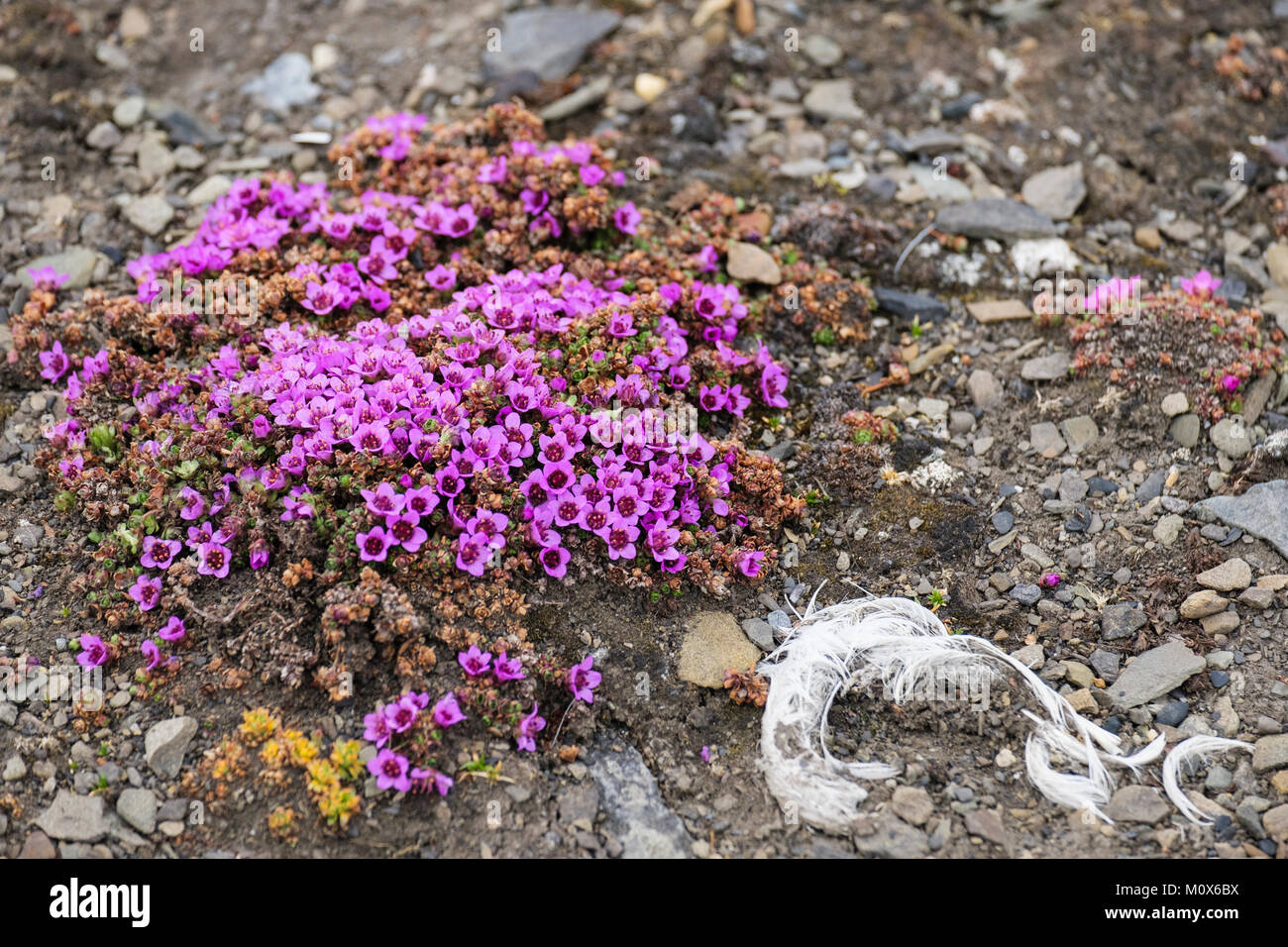 Purple Saxifrage or mountain saxifrage (Saxifraga oppositifolia) wild flowers flowering on stony ground in arctic tundra. Spitsbergen Svalbard Norway Stock Photo