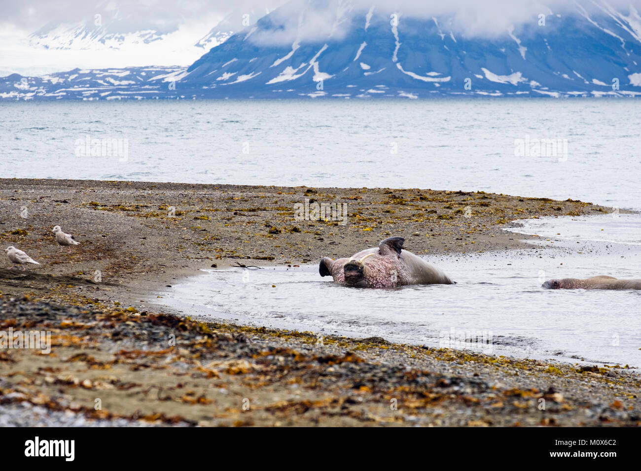 Adult Walruse (Odobenus rosmarus) rolling on its back in sea on Arctic coast in summer. Spitsbergen island, Svalbard, Norway, Scandinavia Stock Photo