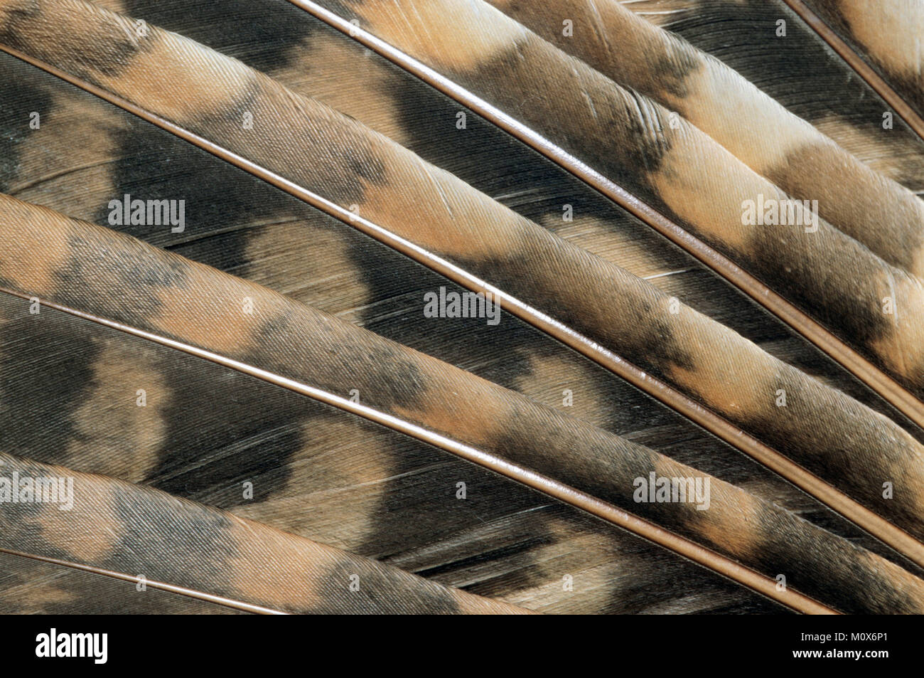Tawny Owl, feathers / (Strix aluco) | Waldkauz, Federn / (Strix aluco) Stock Photo