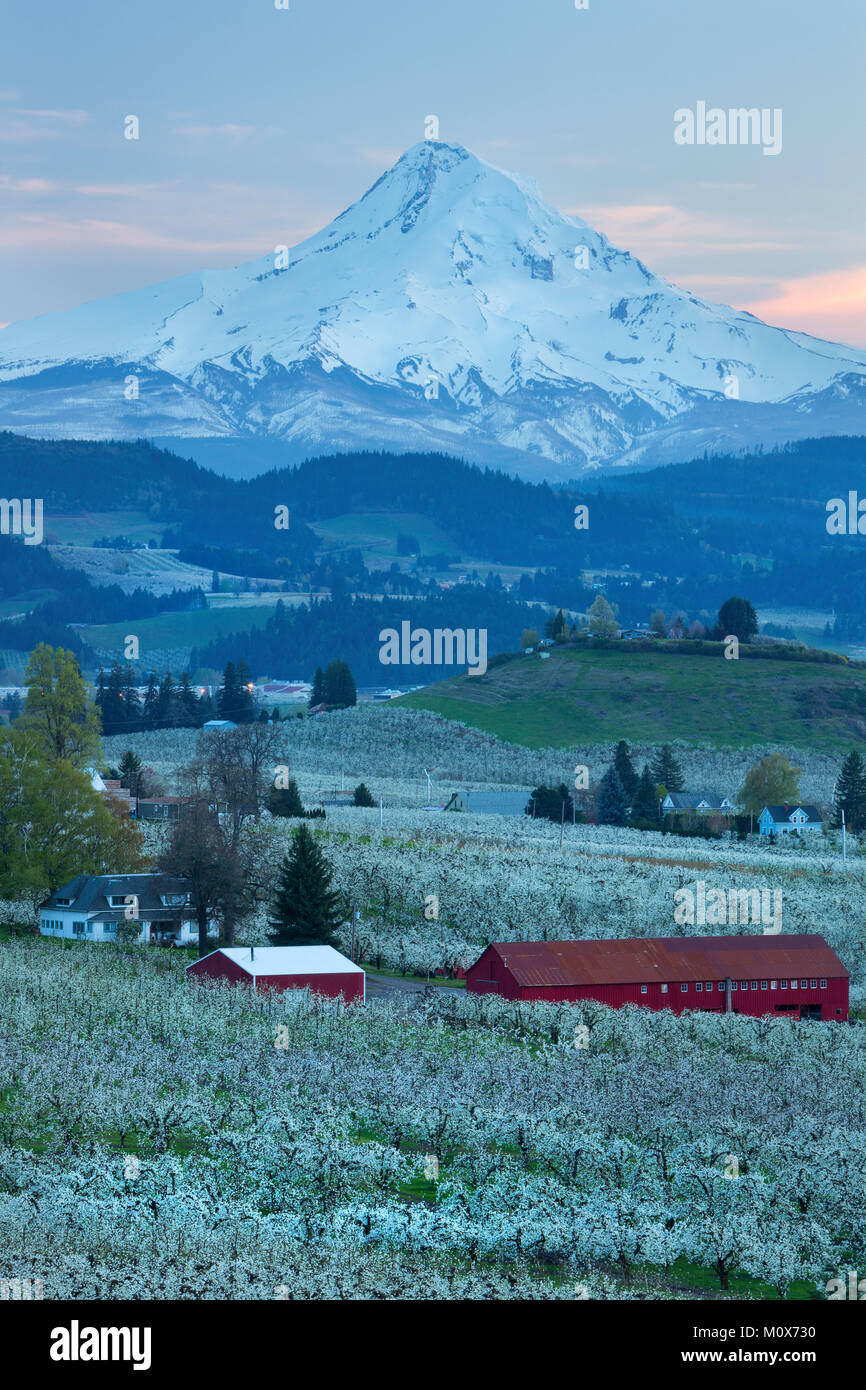Sunrise over Pear, Apple, Cherry, and other fruit orchards of the Hood River valley with Mount Hood towering above. Oregon in the spring. USA Stock Photo