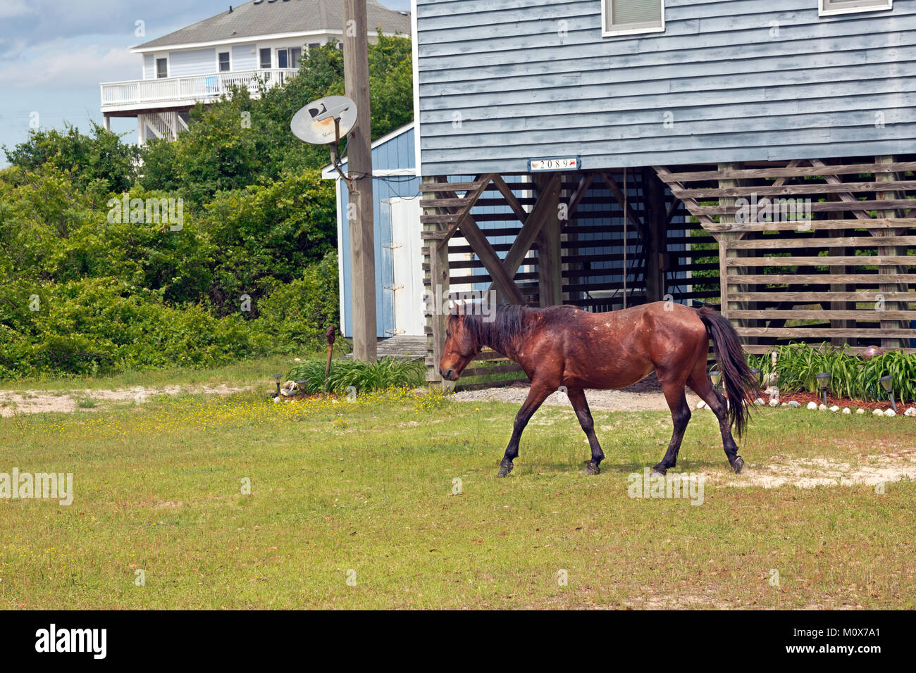 NC01414-00...NORTH CAROLINA - One of the semi-wild Banker horses walking through an issolated beach side community on the Outer Banks, north of Corrol Stock Photo