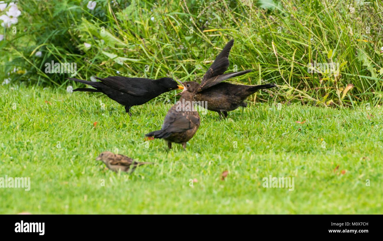 A shot of a male blackbird feeding his offspring. Stock Photo