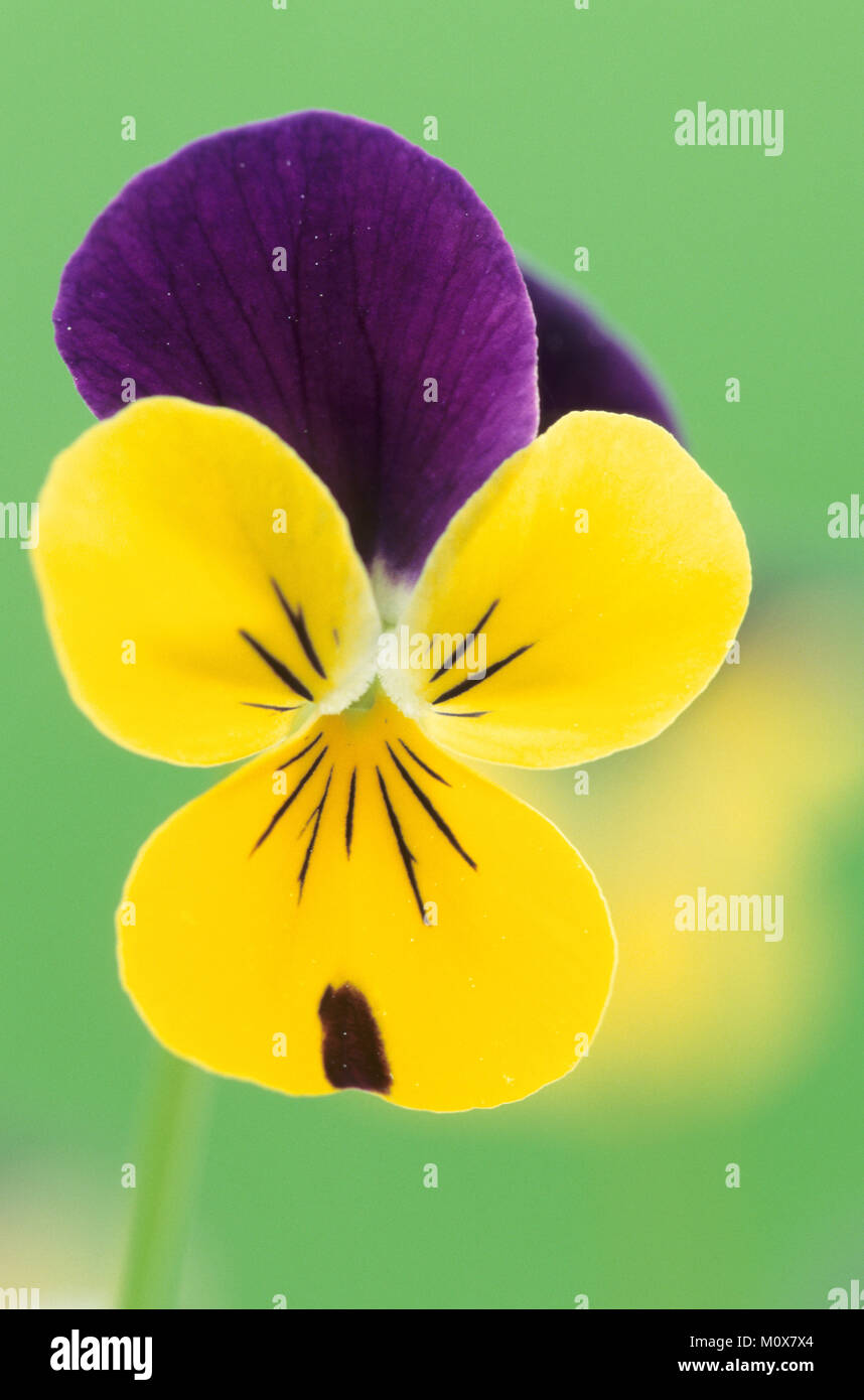 Garden Pansy / (Viola spec.) | Stiefmuetterchen / (Viola spec.) Stock Photo