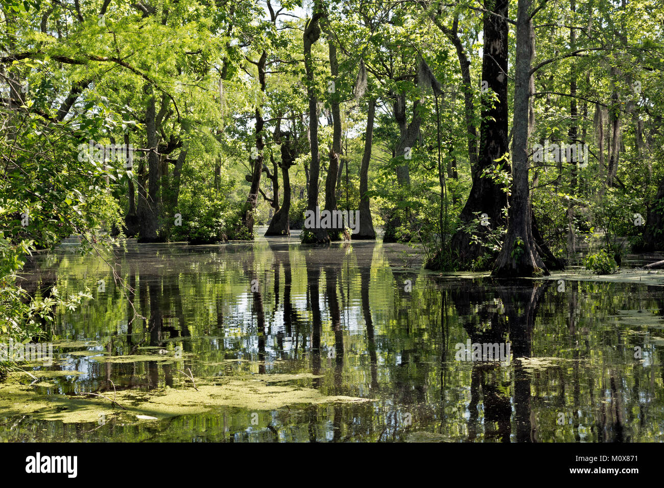 NC01441-00...NORTH CAROLINA - A cypress swamp and planty of duckweed reflecting in the still waters of Merchant Millpond in Merchant Millpond State Pa Stock Photo