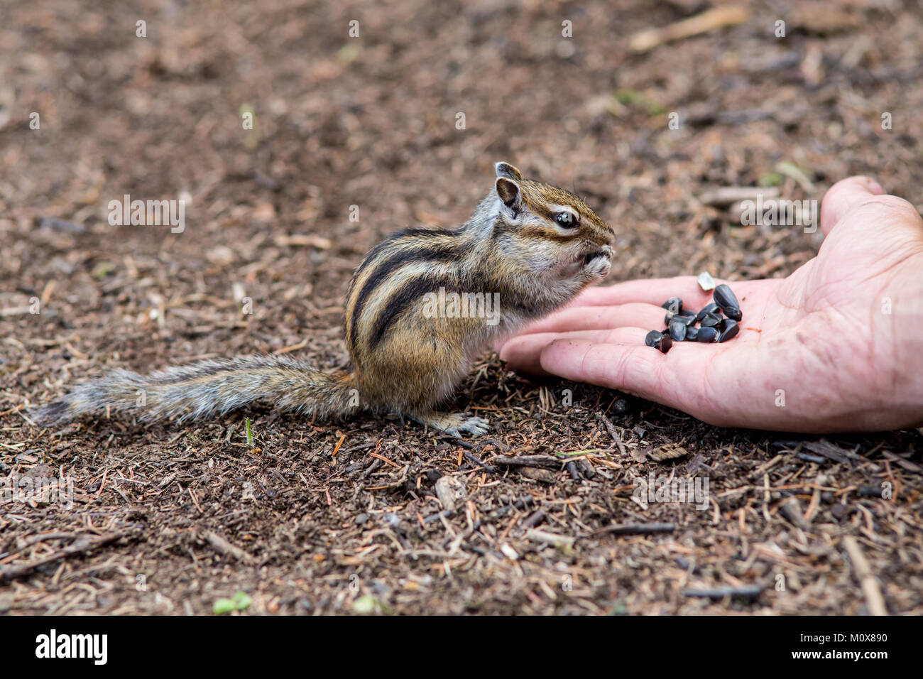 Chipmunk eating food from the palm of a human Stock Photo