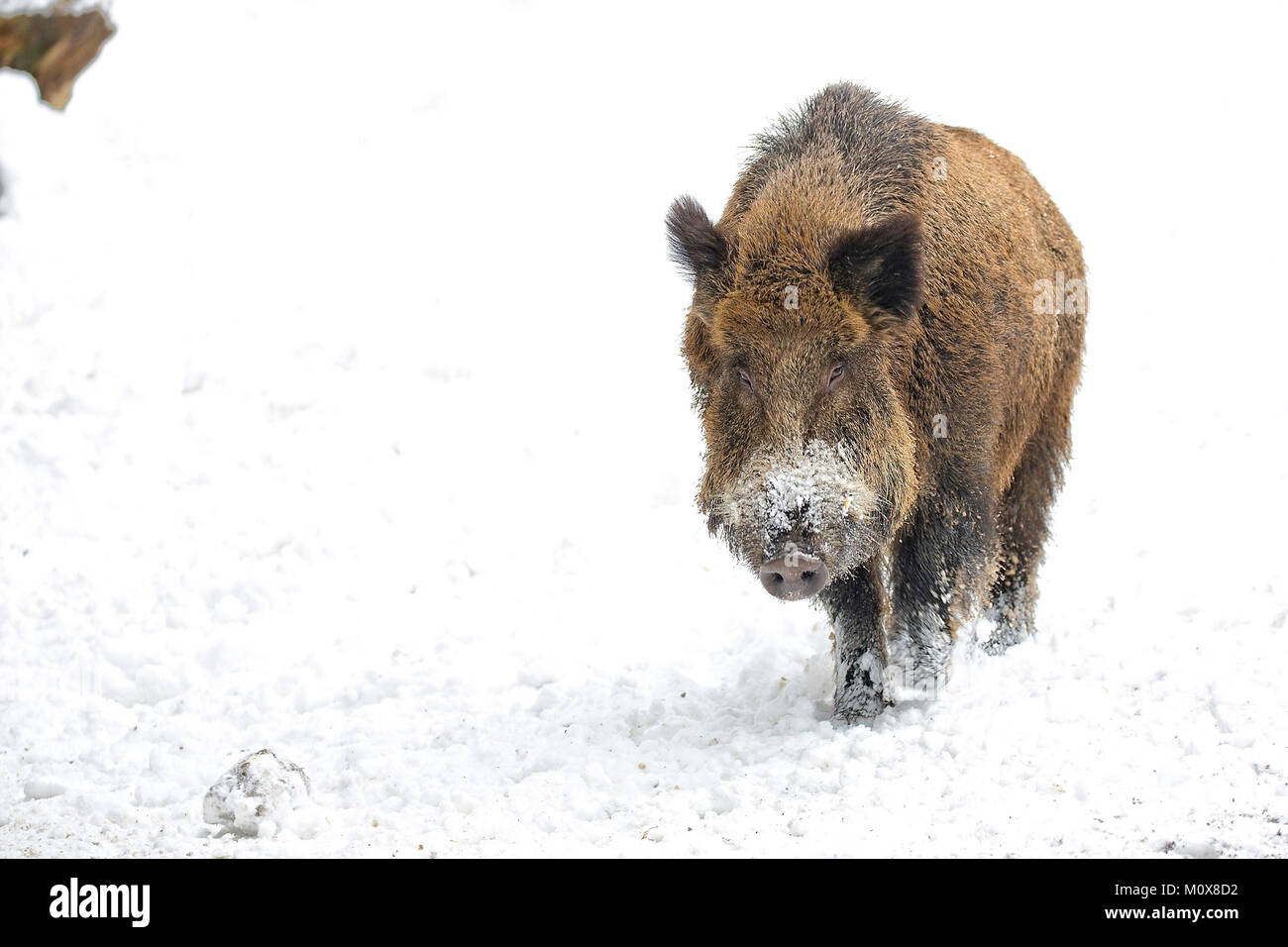 Wild boar in the snow Stock Photo