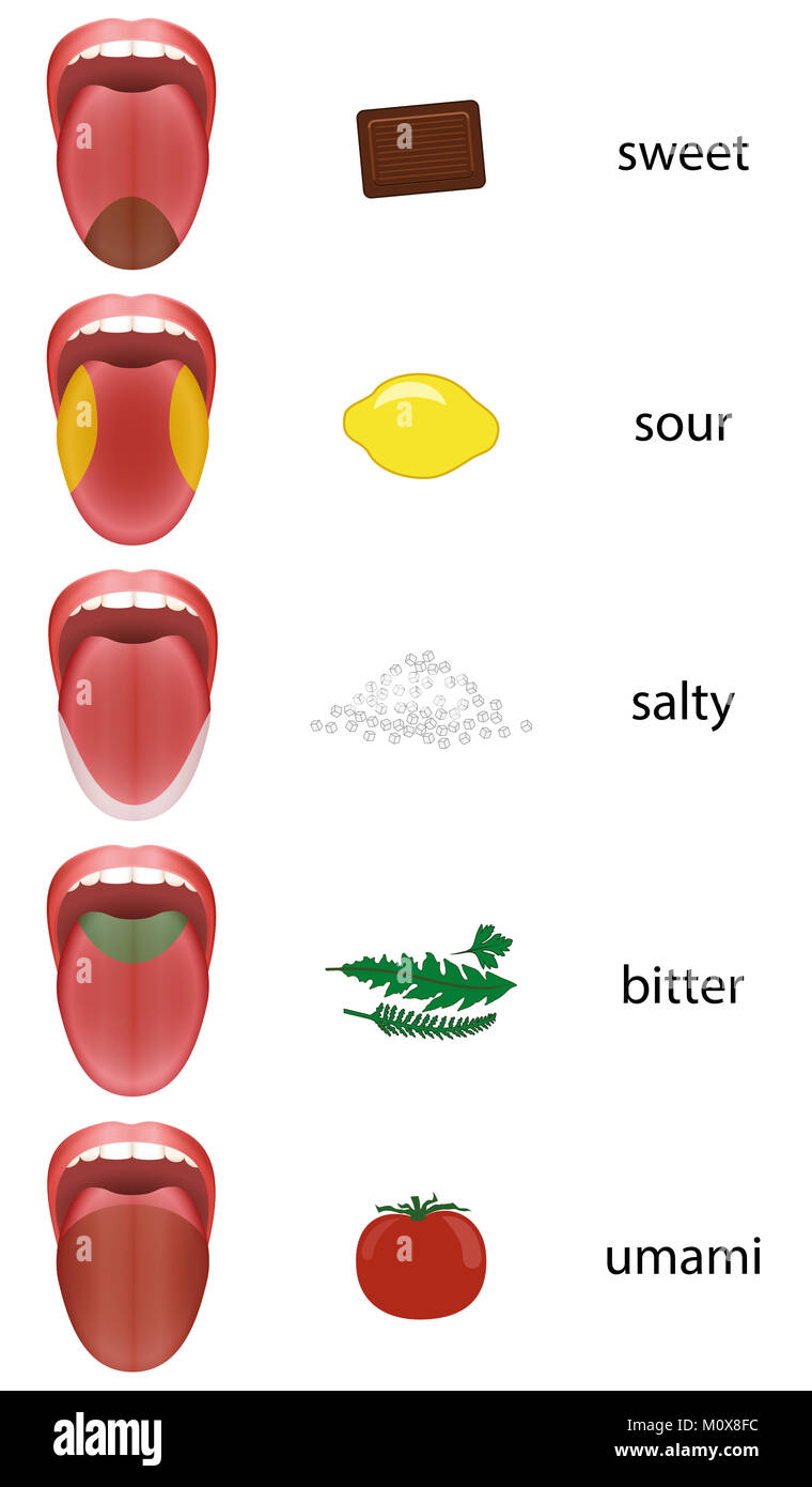 Tongue map with taste zones - sweet, sour, salty, bitter and umami represented by chocolate, lemon, salt, herbs and tomato. Stock Photo