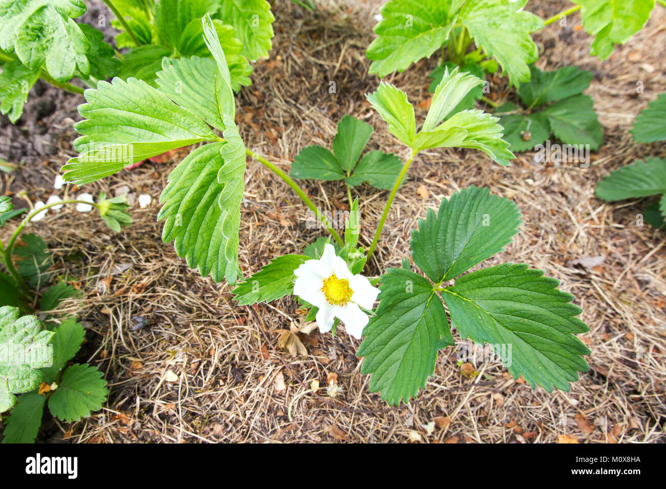 Strawberry bush blooming on the ground Stock Photo - Alamy