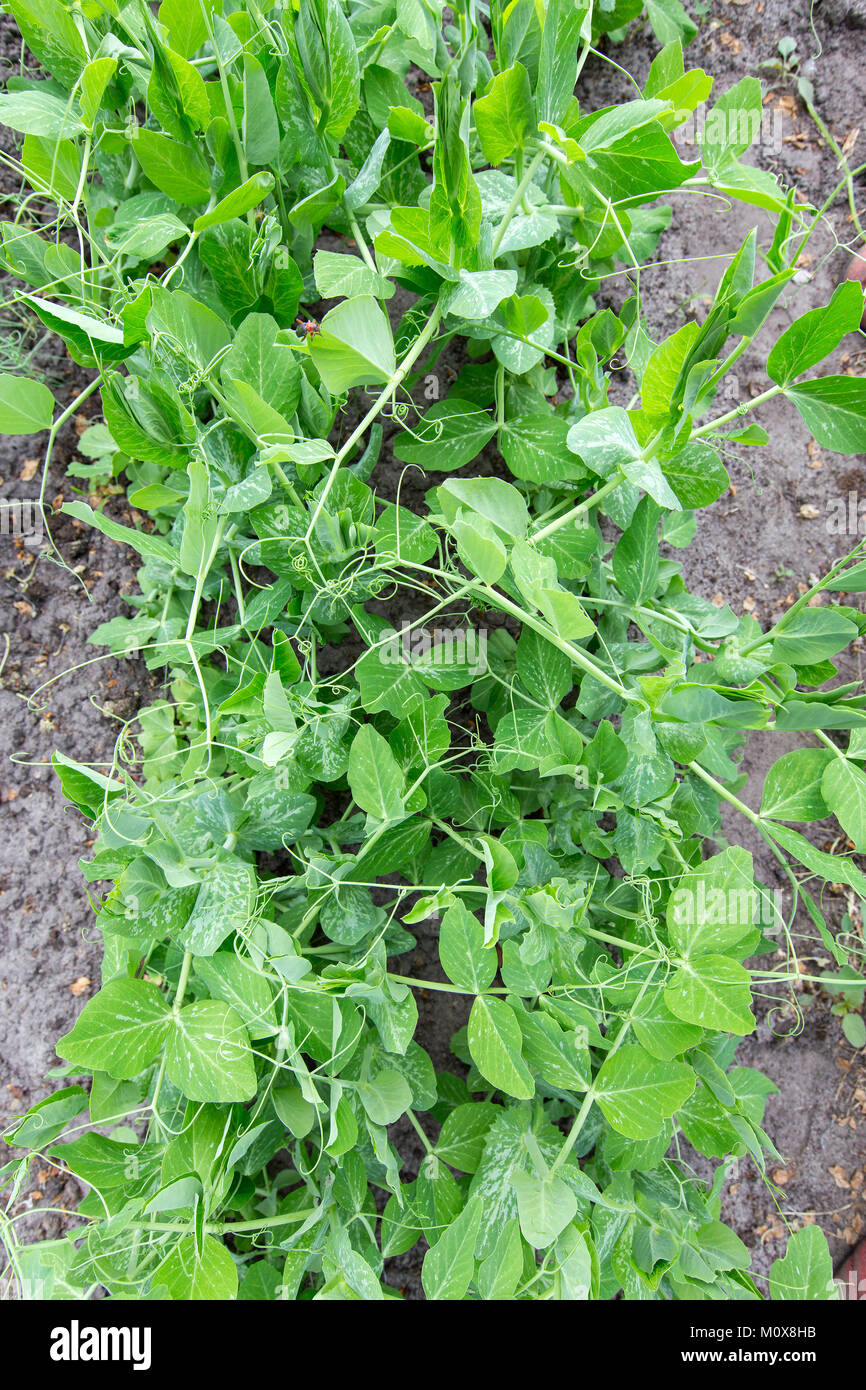 bush pea on the bottom, top view, close up Stock Photo