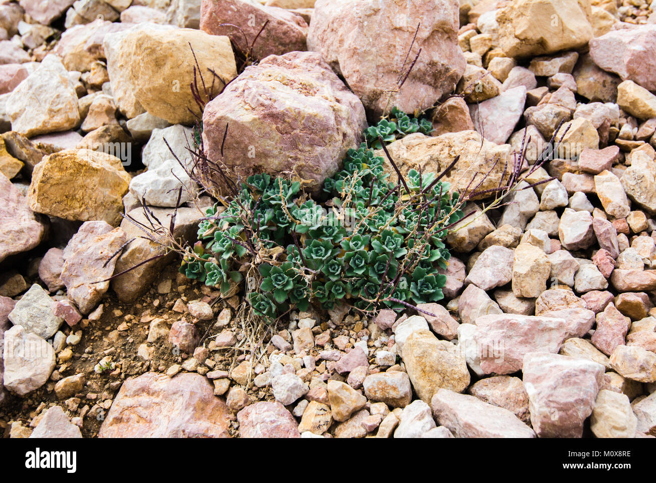 Breakthrough of a green bush between stones Stock Photo - Alamy