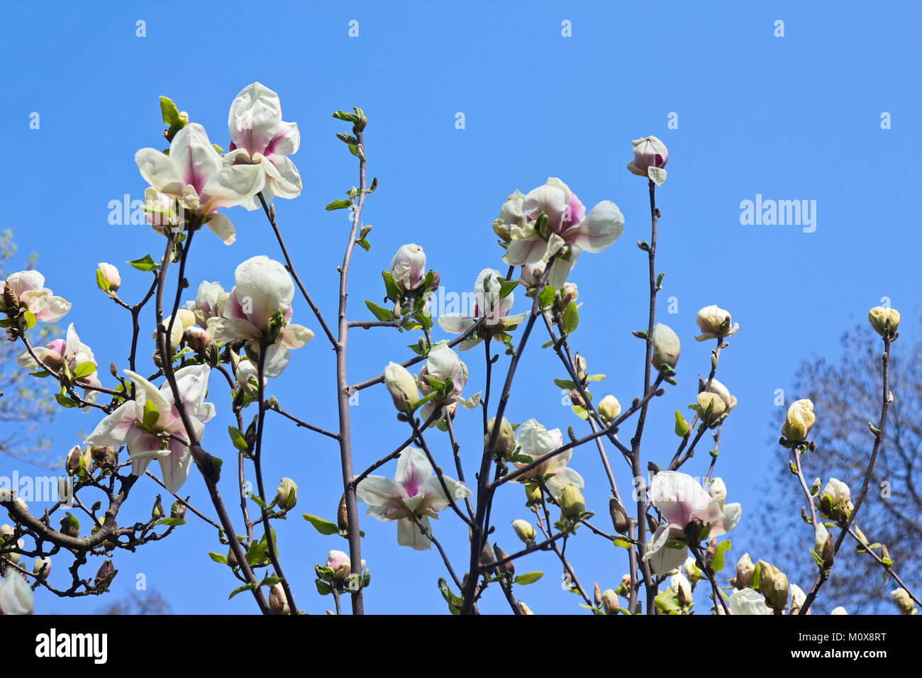 Branches with flowers of magnolia tree over blue sky in springtime ...