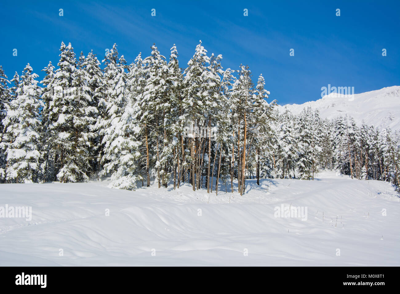 Pine trees covered with snow Stock Photo - Alamy