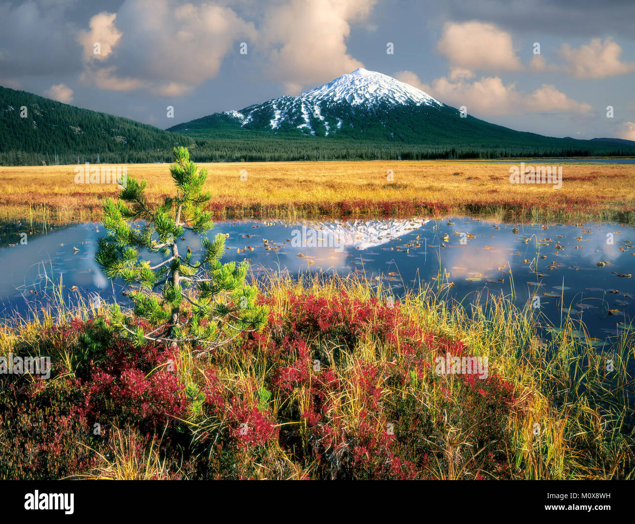 M00018L.tiff Mt. Bachelor reflection and fall huckleberry with ...