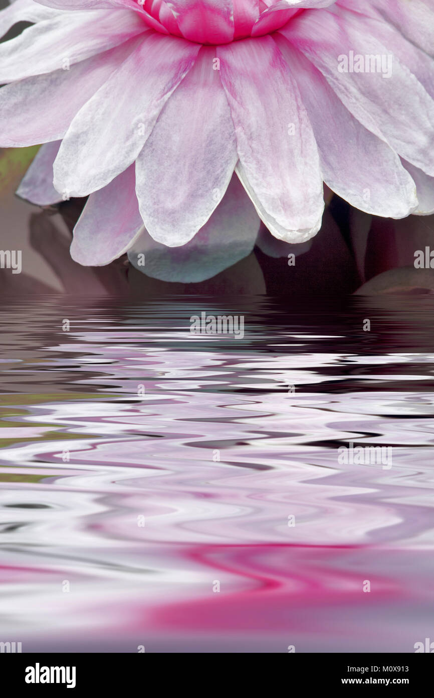 Amazon lilly bloom with water reflection. Hughes Water Gardens, Oregon Stock Photo