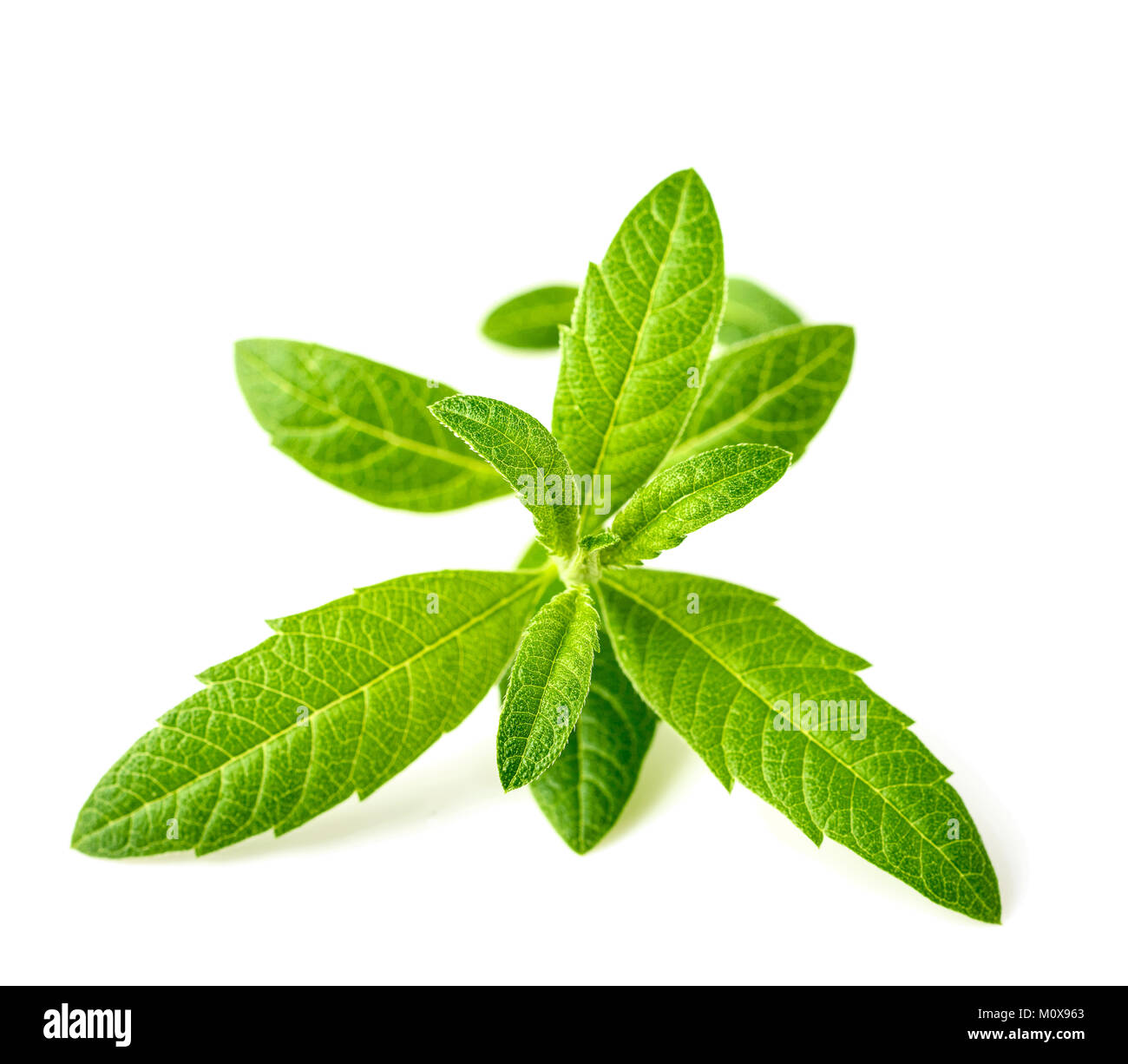 fresh lippia leaves on the white background Stock Photo - Alamy