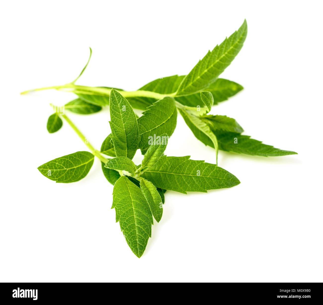 Lippia hires stock photography and images Alamy