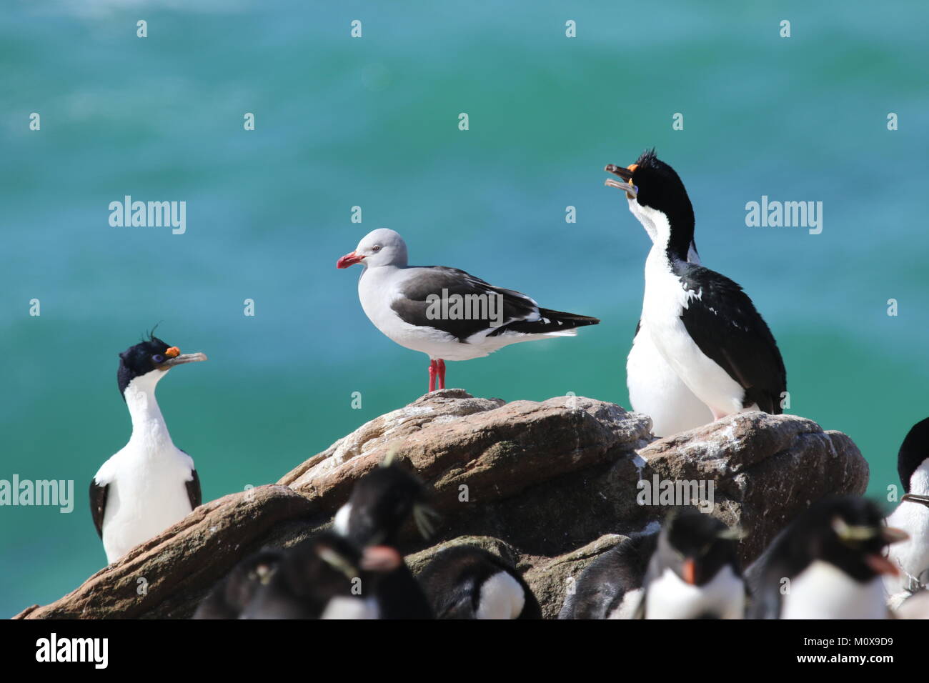 Cormorants and Kelp Gull Stock Photo Alamy