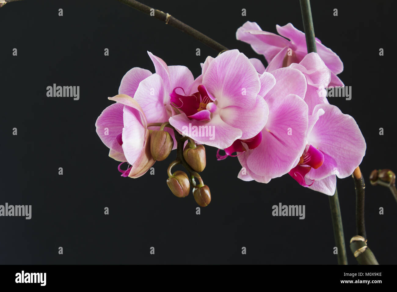 branch with pink flowers and buds of an orchid on a black background ...