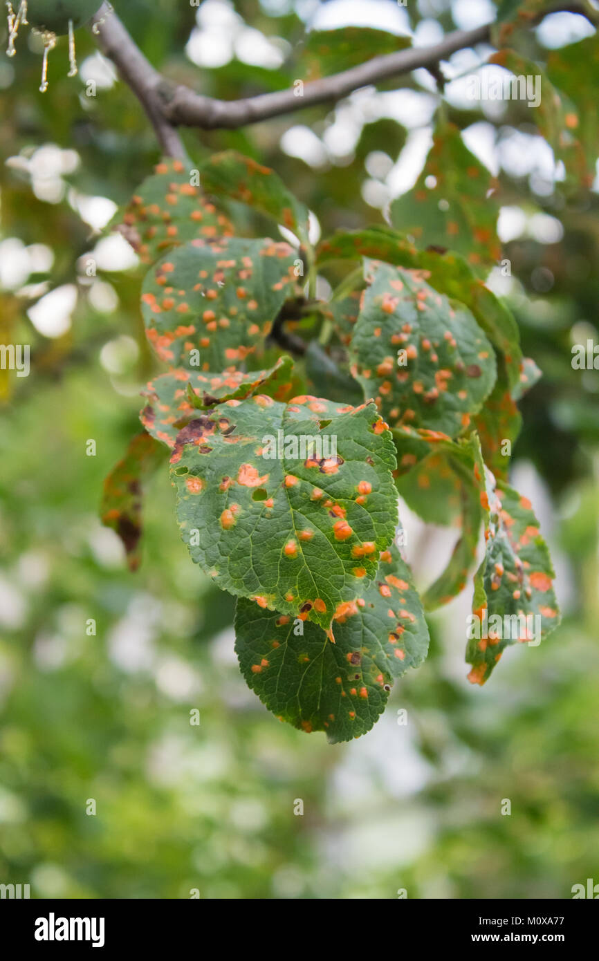 plum tree disease affected leaves closeup on the blurry background. candid photos Stock Photo