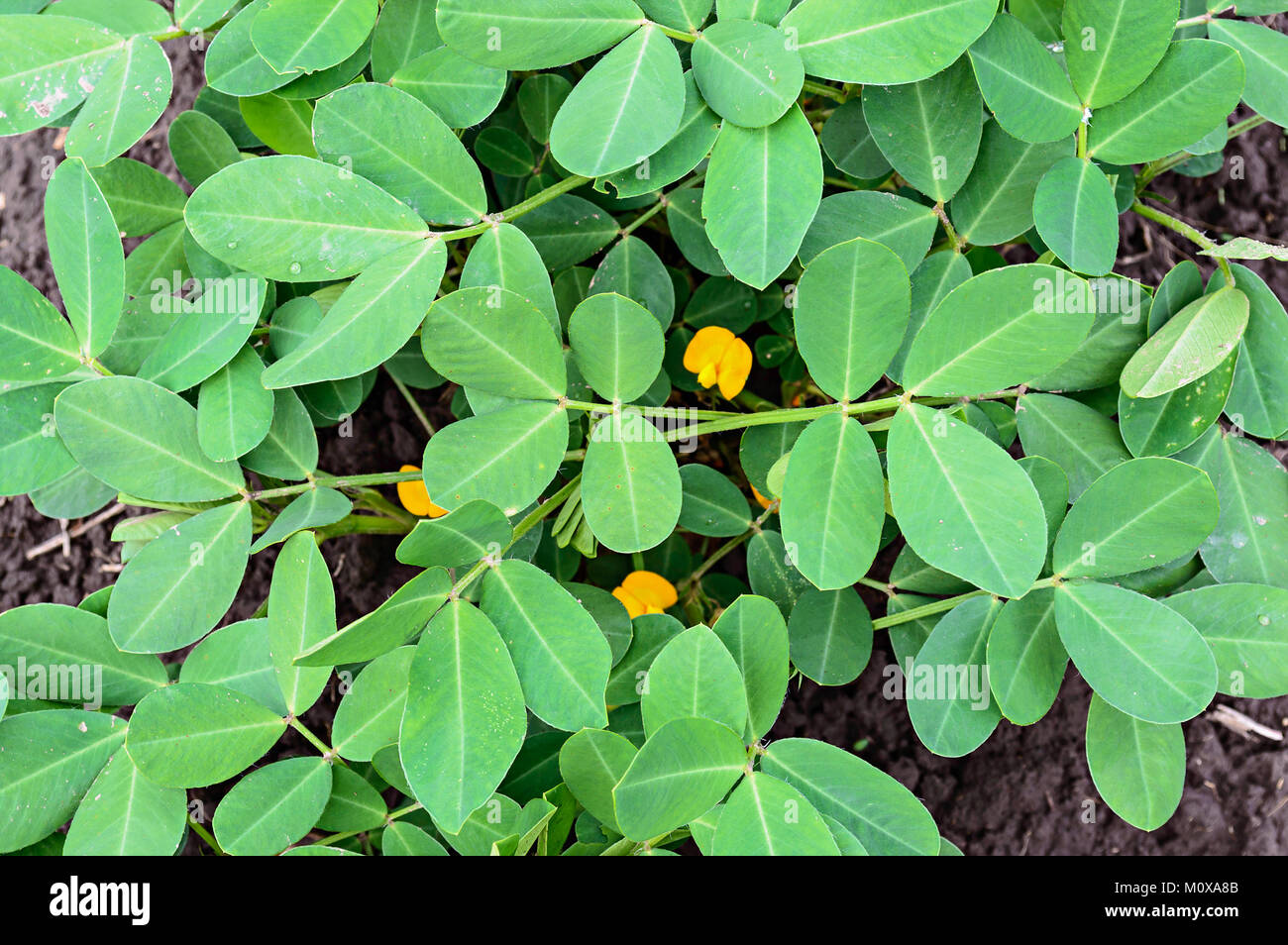 Young groundnut or peanut leaves background Stock Photo Alamy