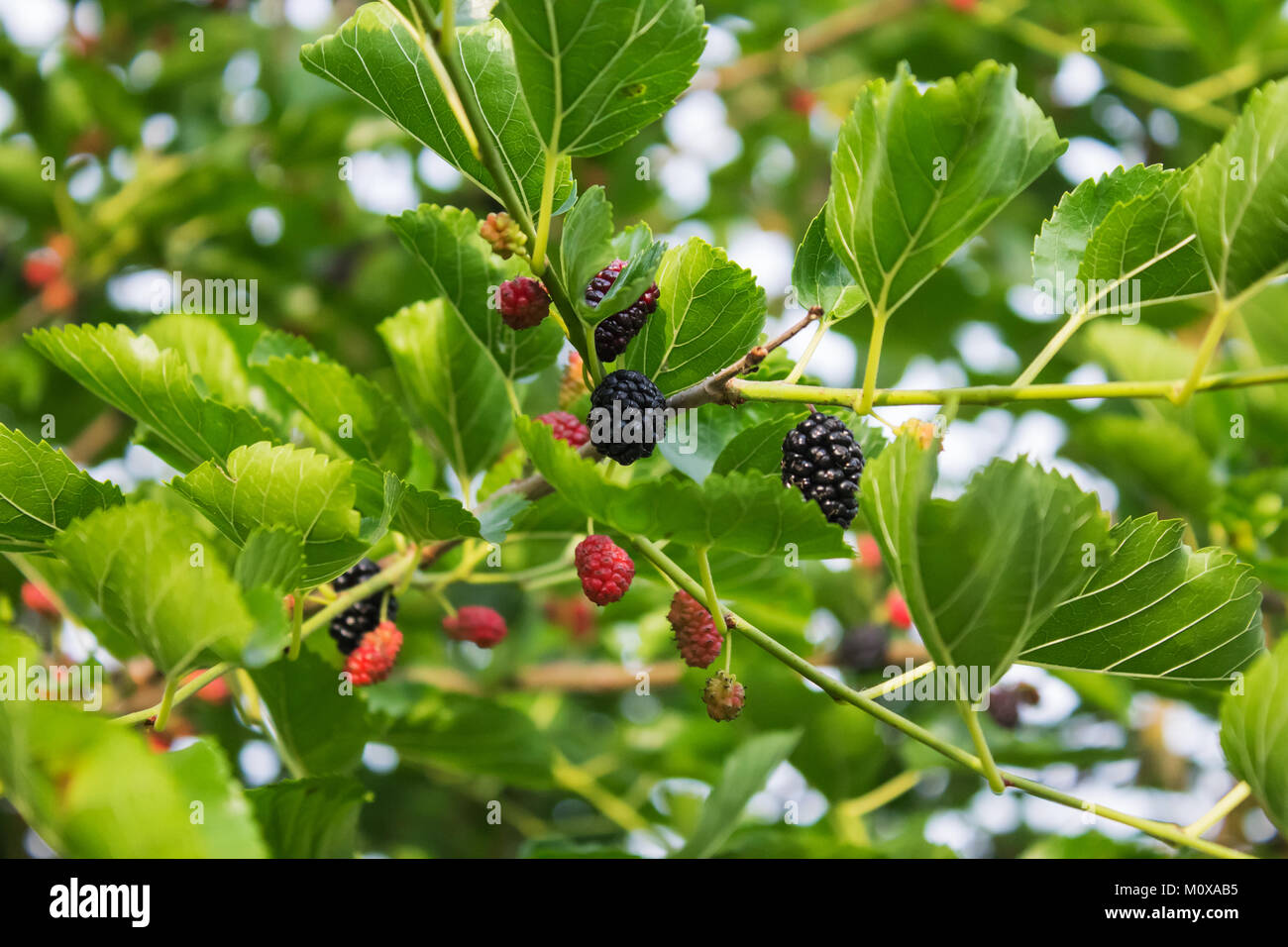 candid photos Mulberry branch with fruits and leaves Stock Photo