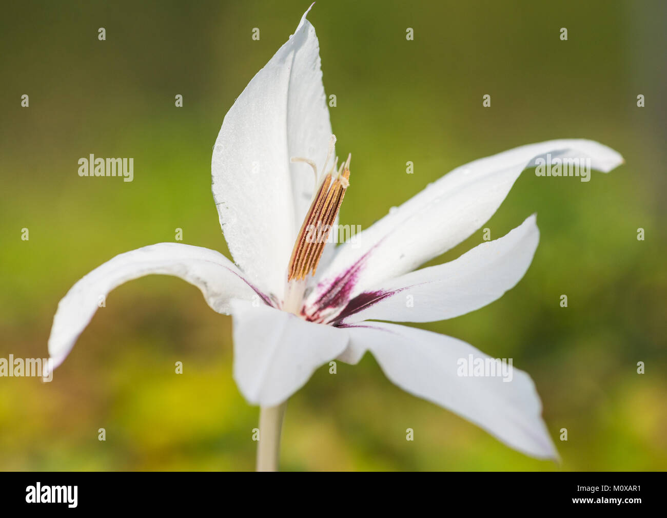 A macro shot of an acidanthera bloom. Stock Photo