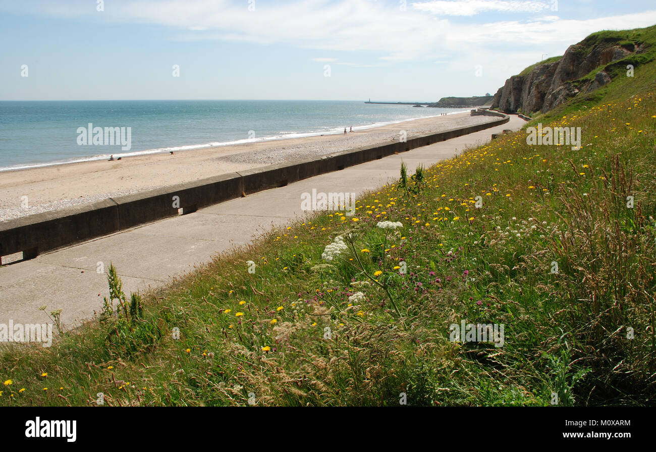 View south along beach and promenade towards Seaham Harbour with cliffs, beach and wild flowers in view Stock Photo