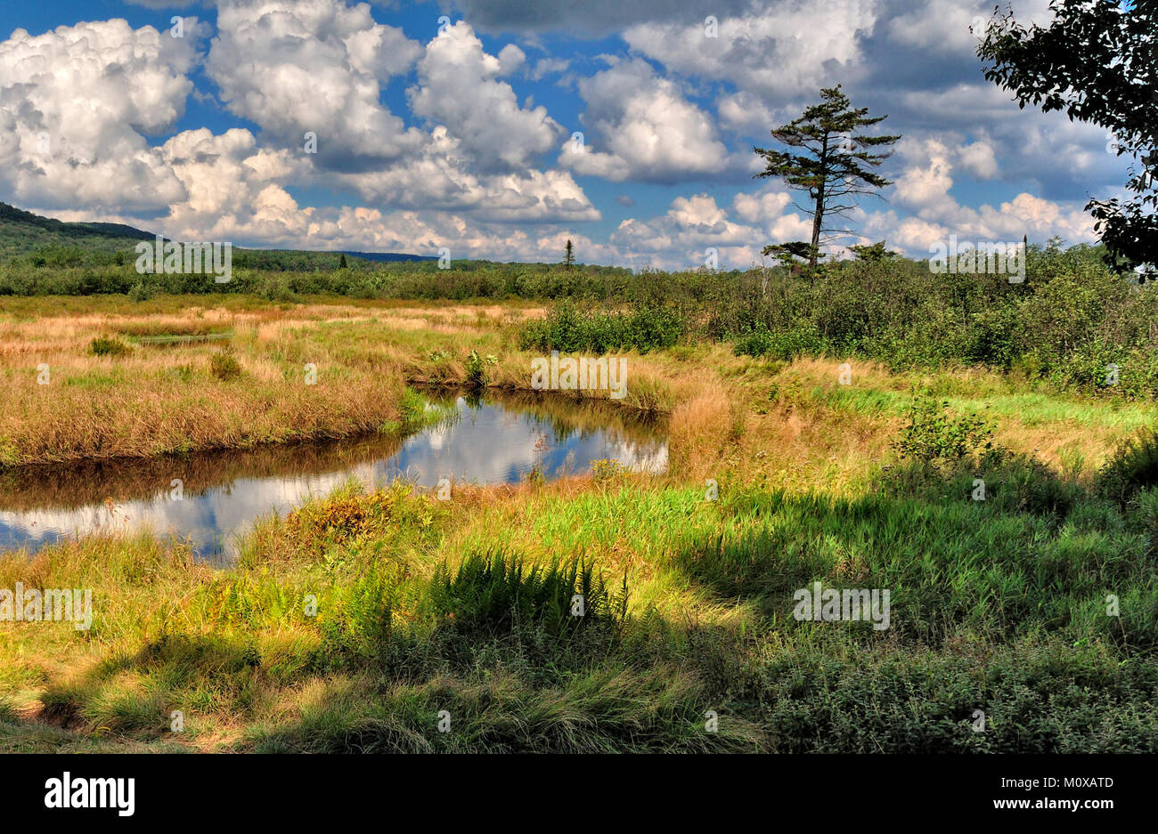 Blackwater River meanders through Canaan Valley State Park West Virginia Stock Photo