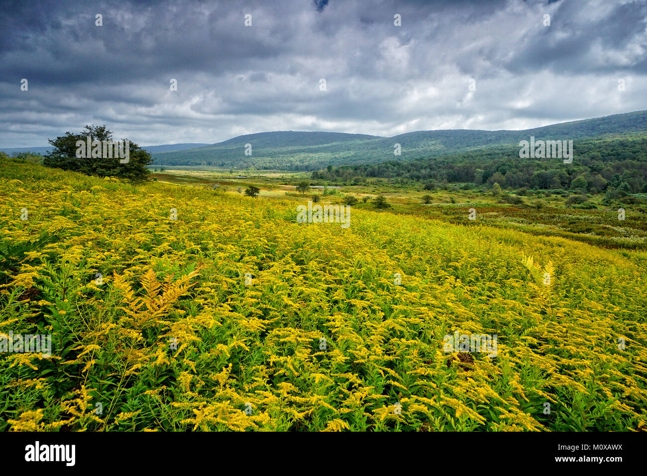 Sweeping meadow of goldenrod in Canaan Valley National Wildlife Refuge West Virginia Stock Photo