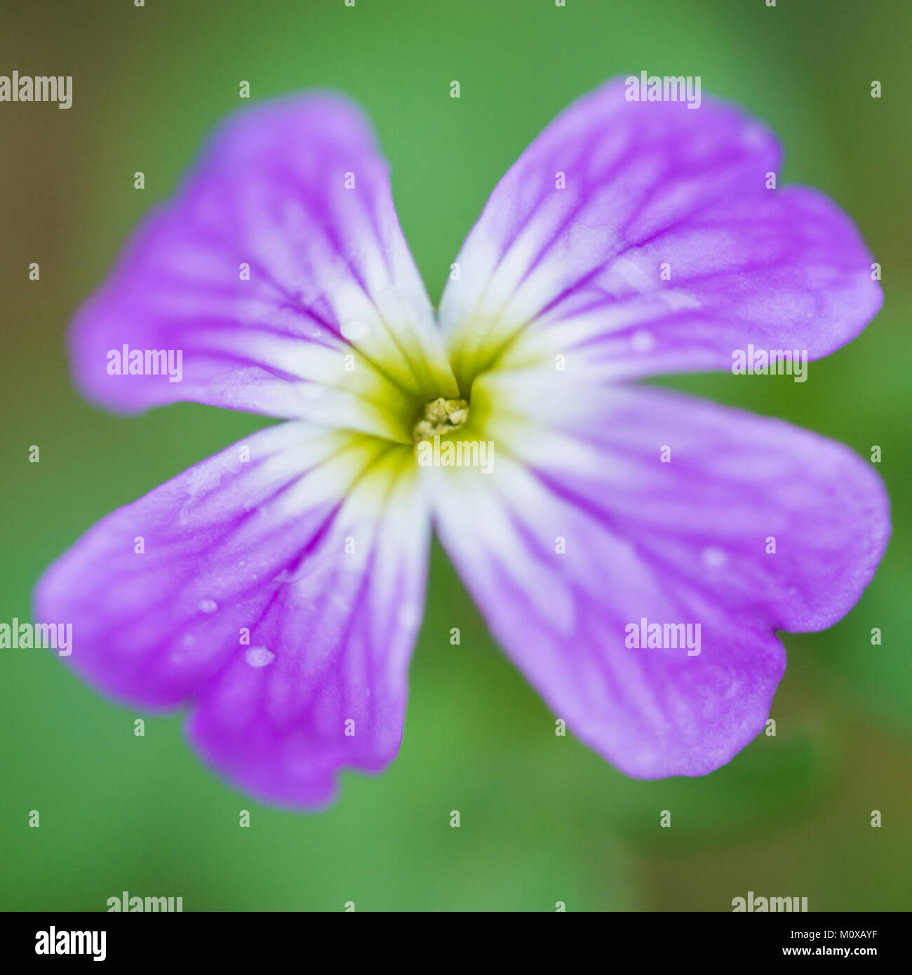 A macro shot of a lilac coloured virginia stock flower. Stock Photo