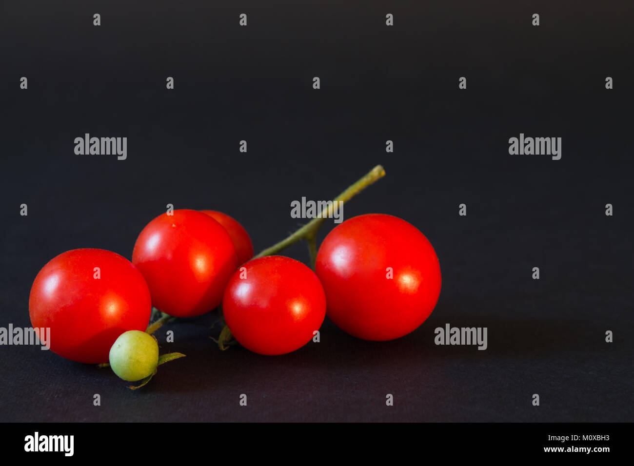 branch of small red ripe tomato closeup on a black background. shallow ...