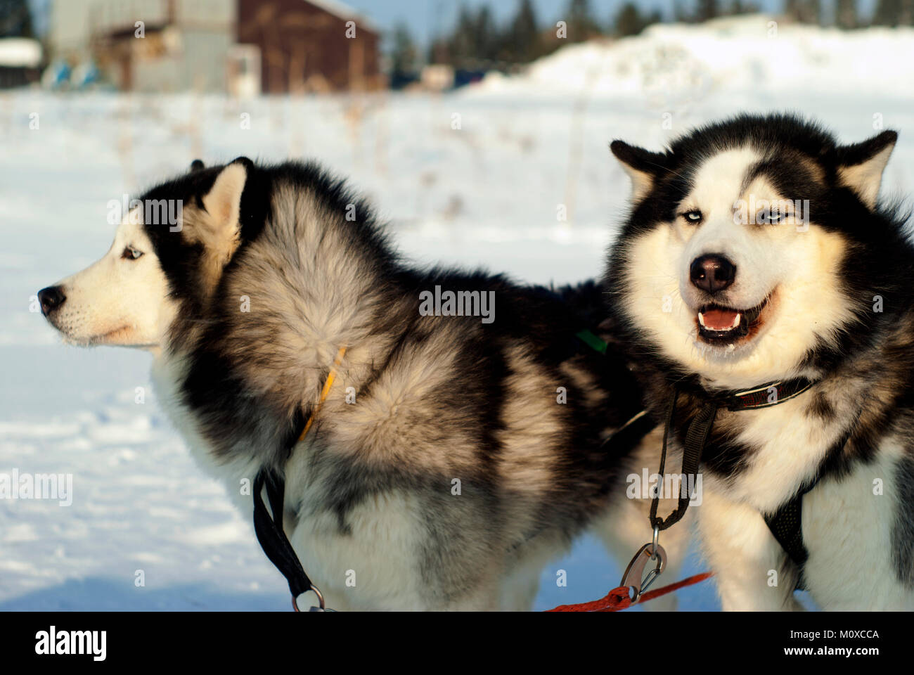 Two Siberian huskies-twins in harness before the start of the dog sledding race close-up on a blurred background Stock Photo