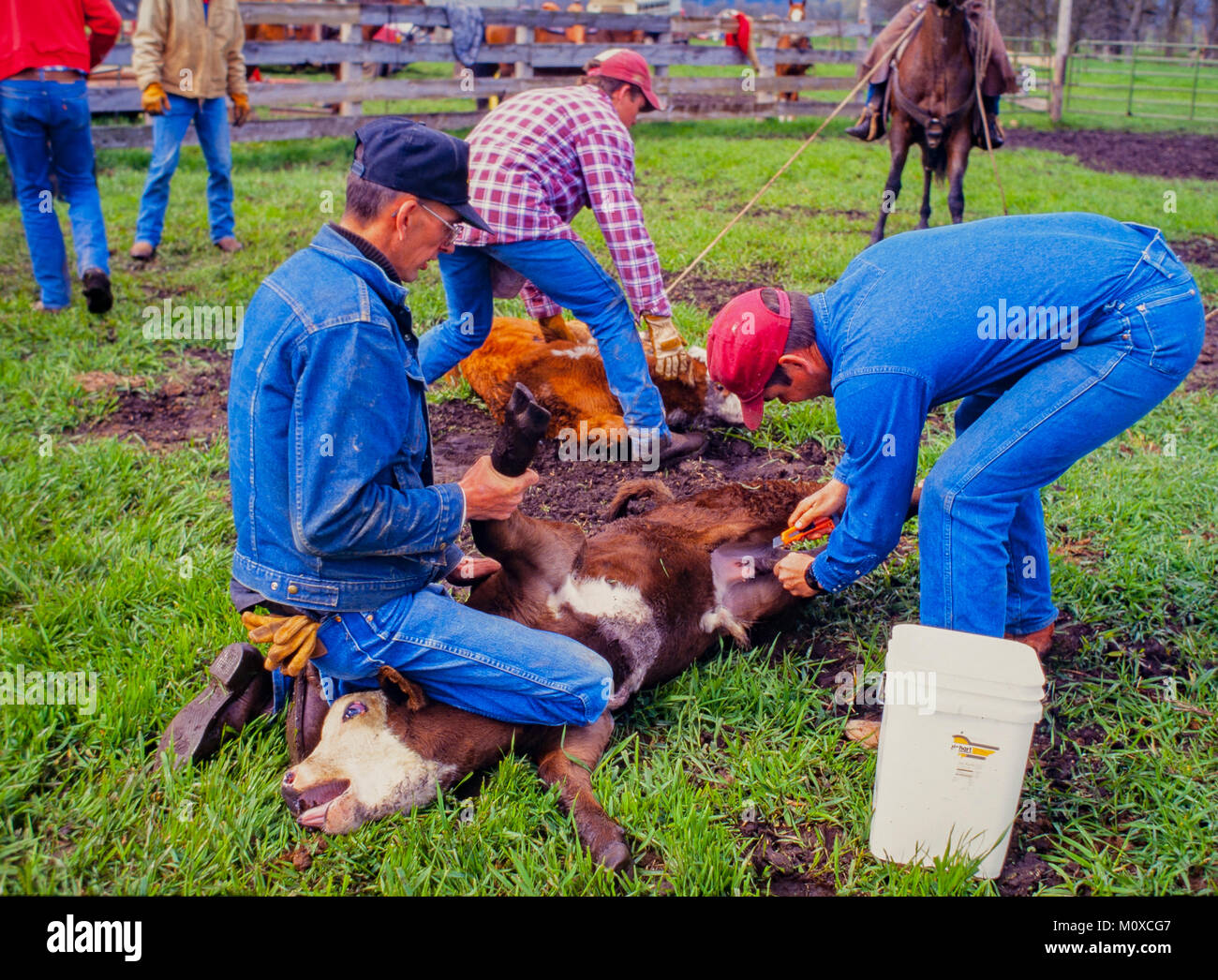 Ranch neighbors geld and brand calves at a cattle roundup and branding in South Dakota. Stock Photo