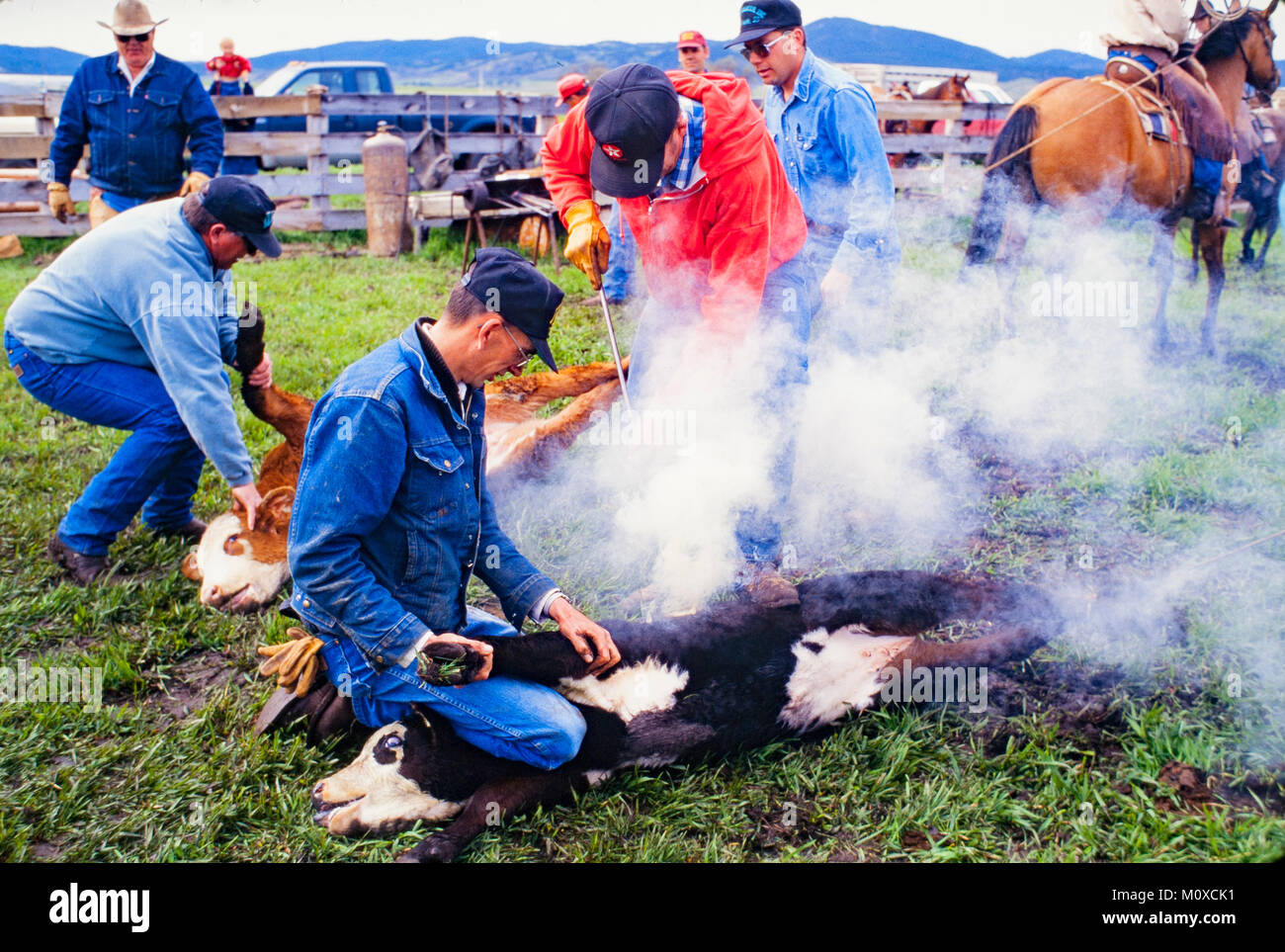 Ranch neighbors geld and brand calves at a cattle roundup and branding in South Dakota. Stock Photo